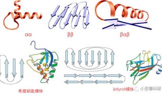 蛋白质有几级结构 蛋白质二级结构